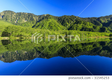 Kamikochi新鮮綠色 31545253