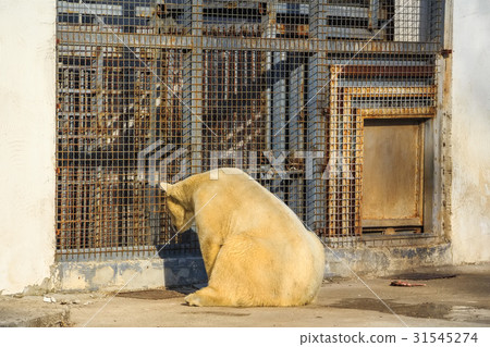 White polar bear in zoo White polar bear in zoo 31545274