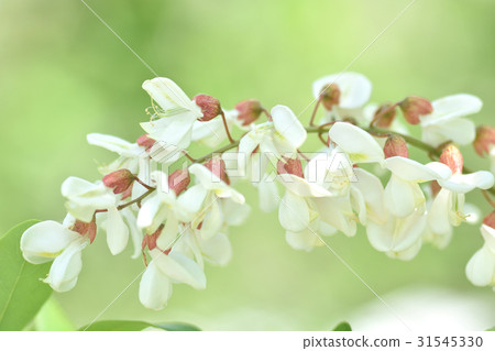 falseacacia花 31545330