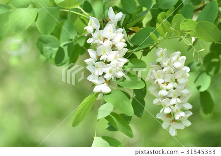 Flower of falseacacia Flower of falseacacia 31545333