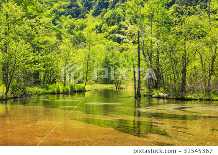 Kamikochi Tanoyagi Fresh green 31545367