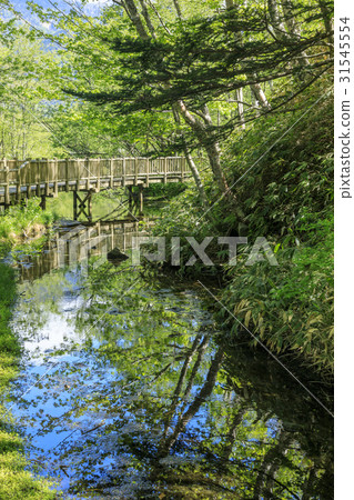 Kamikochi Fresh green 31545554