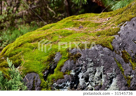 Moss growing stone Moss growing stone 31545736