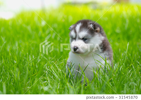 Puppy in the garden Puppy in the garden 31545870