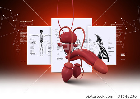 Male urinary system Male urinary system 31546230