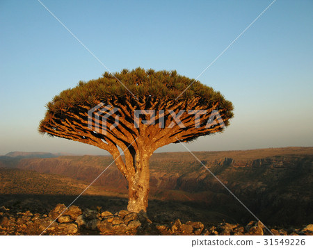 Dragon tree, Socotra 31549226