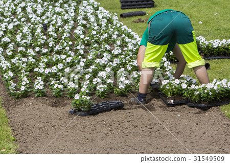 Woman planting flowers Woman planting flowers 31549509