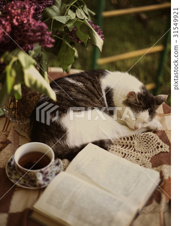 sleeping cat with open book lilac in vase and tea cup sleeping cat with open book lilac in vase and tea cup 31549921