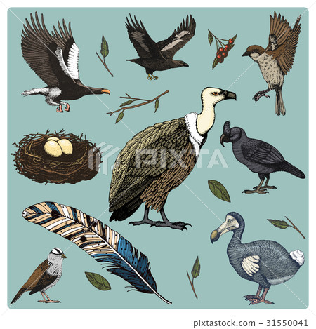 hand drawn vector realistic bird, sketch graphic 31550041