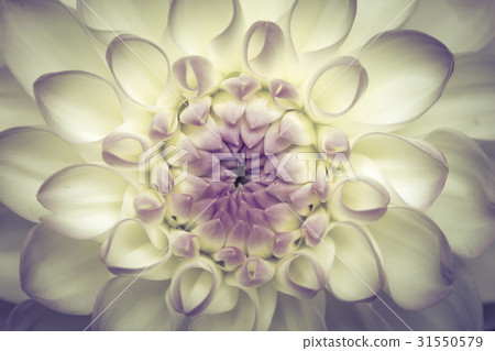 abstract chrysanthemum background 31550579