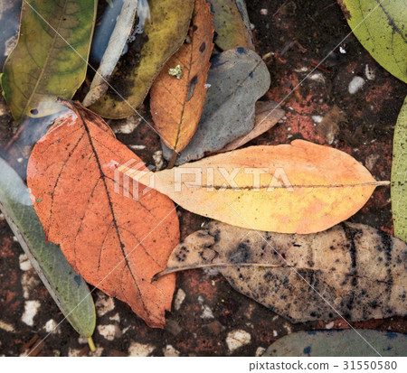 autumn leaves  at the puddle 31550580
