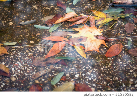 autumn leaves  at the puddle 31550582