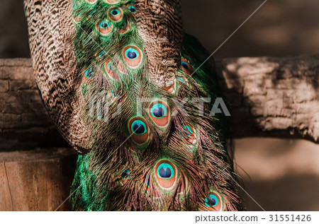 tail of a blue peacock. feathers peacock 31551426