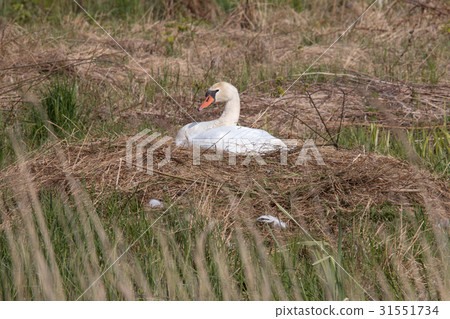 Mute Swan breeding  31551734