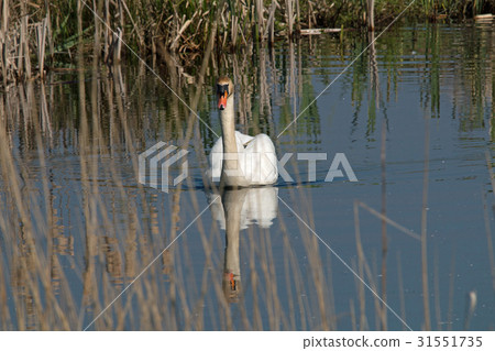 Mute swan frontal Mute swan frontal 31551735