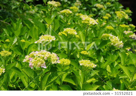 繡球花開始綻放 31552021