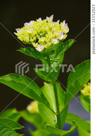 繡球花開始綻放 31552023