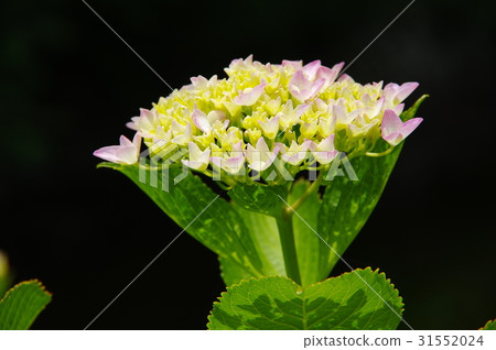 繡球花開始綻放 31552024