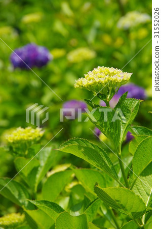 繡球花開始綻放 31552026