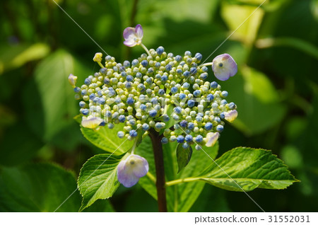 繡球花開始綻放 31552031