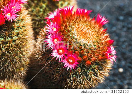 Beautiful cactus in the garden, close up 31552163