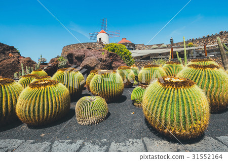 Windmill in cactus garden in Guatiza village 31552164