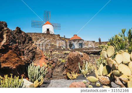 Windmill in cactus garden in Guatiza village 31552166