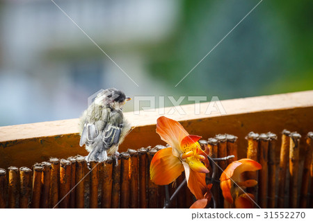 young titmouse is preparing for the first flight 31552270