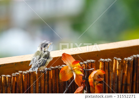 young titmouse is preparing for the first flight 31552271