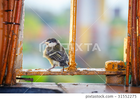 young titmouse is preparing for the first flight 31552275
