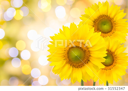 Sunflowers on yellow background Sunflowers on yellow background 31552347