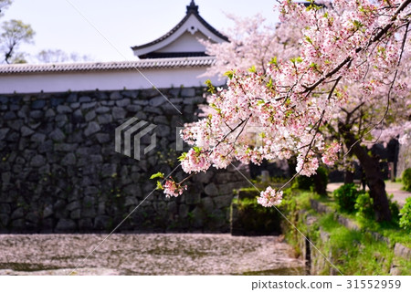 Cherry blossoms at Maizuru Park 31552959