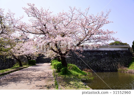 Cherry blossoms at Maizuru Park Cherry blossoms at Maizuru Park 31552960