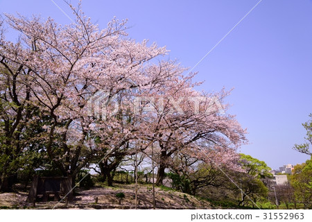 Cherry blossoms at Maizuru Park Cherry blossoms at Maizuru Park 31552963