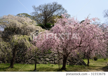 Cherry blossoms at Maizuru Park Cherry blossoms at Maizuru Park 31553678