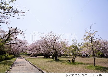 Maizuru公園的櫻花 31553686