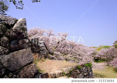 Cherry blossoms at Maizuru Park 31553693