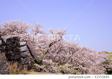 Maizuru公園的櫻花 31553695