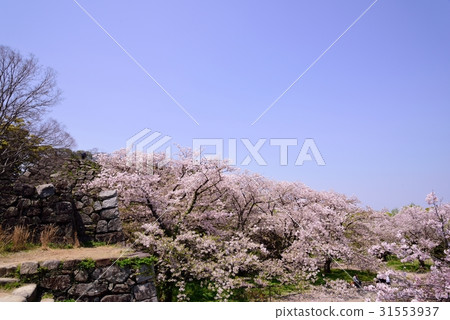 Maizuru公園的櫻花 31553937