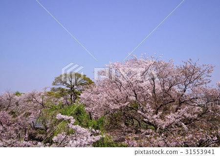 Maizuru公園的櫻花 31553941