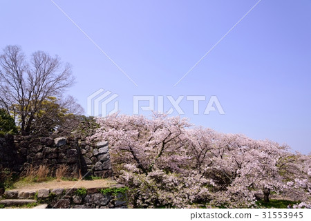Cherry blossoms at Maizuru Park 31553945