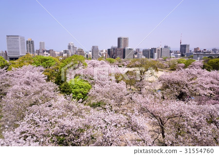 Maizuru公園的櫻花 31554760