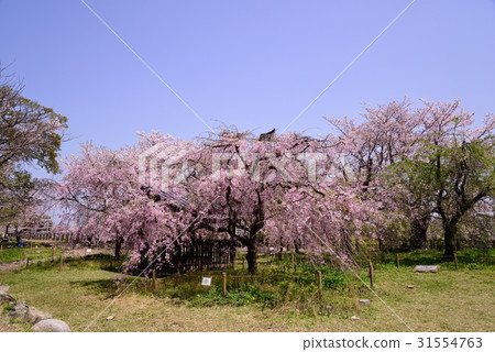 Maizuru公園的櫻花 31554763