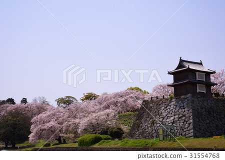 Maizuru公園的櫻花 Maizuru公園的櫻花 31554768