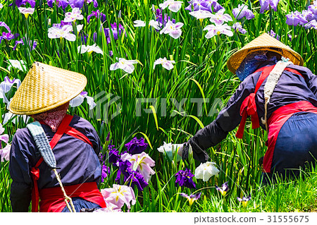Illus. Flower picking girls Illus. Flower picking girls 31555675