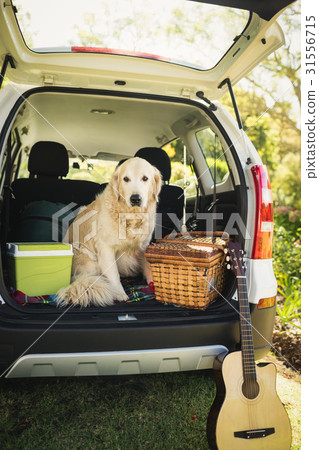 Focus on dog in a car 31556715