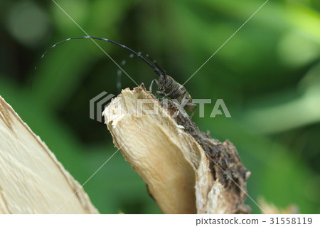 Creatures Insects Himehiga Nagakami Kamikiri, I was in a broken branch of a frozen rat 31558119