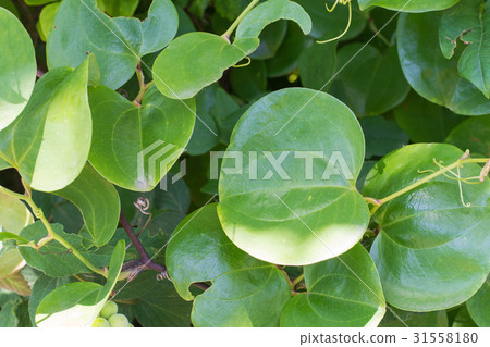 Kashiwa cake leaves 31558180