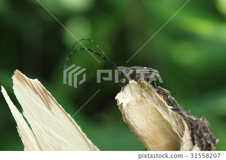 Living thing insects bastards Hikigata kamikiri, smart and seemingly like a beetle 31558207