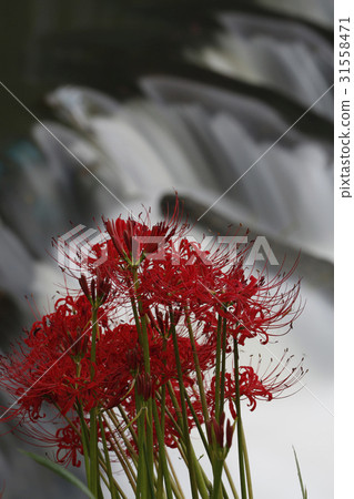 Tsuji's Higanbana group cloth 31558471